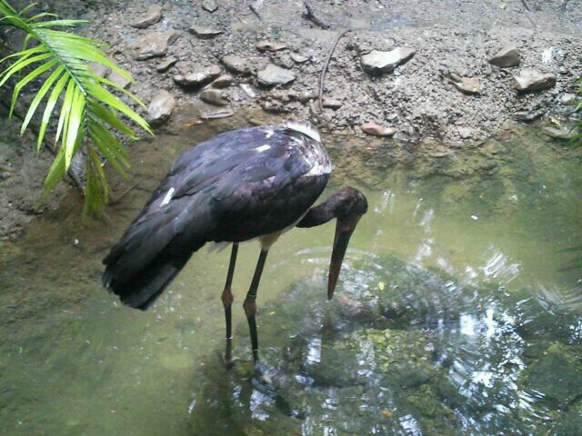 Jul. 2012-Saddle-billed Stork