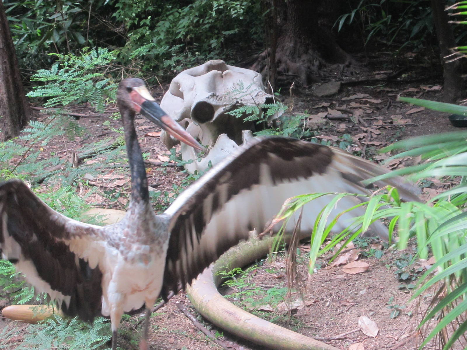Jul. 2012-Saddle-billed Stork