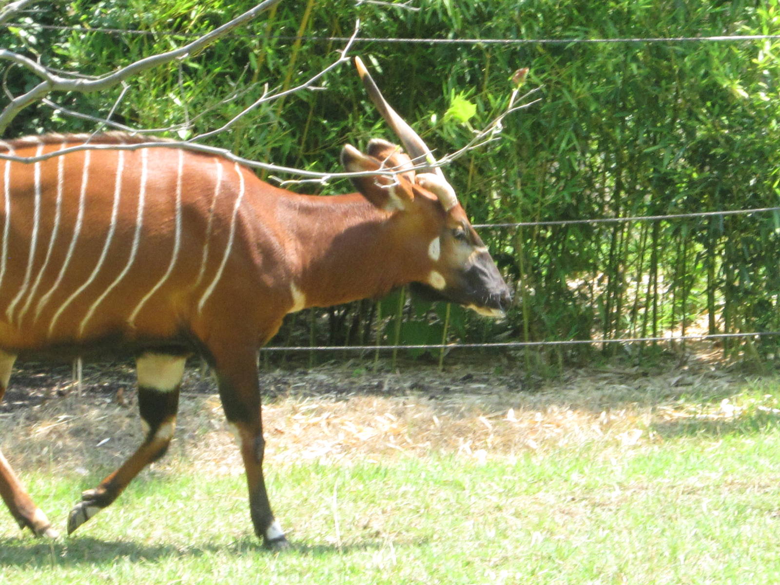 Jul. 2012-Safi, the Eastern Bongo