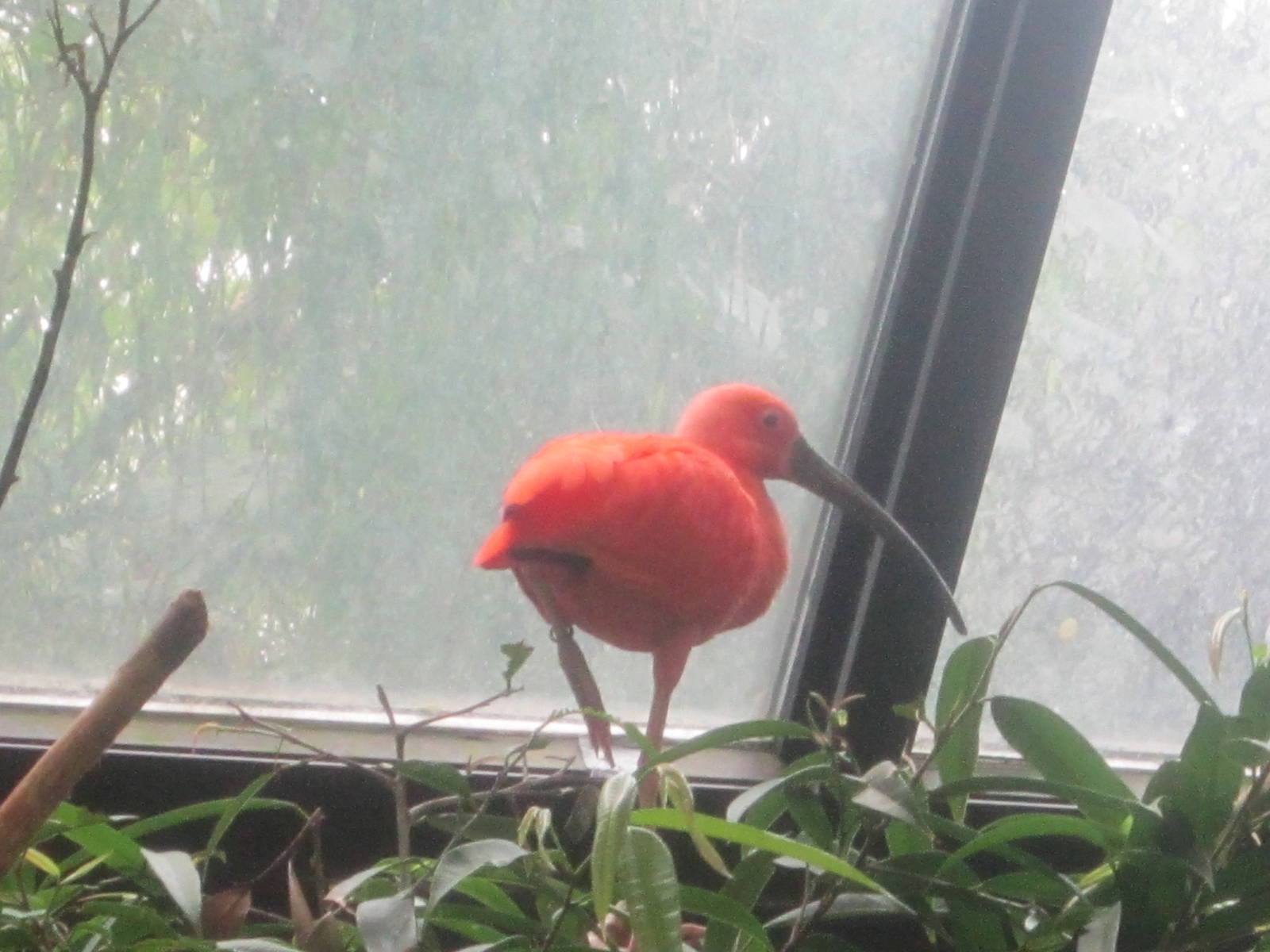 Jul. 2012-Scarlet Ibis