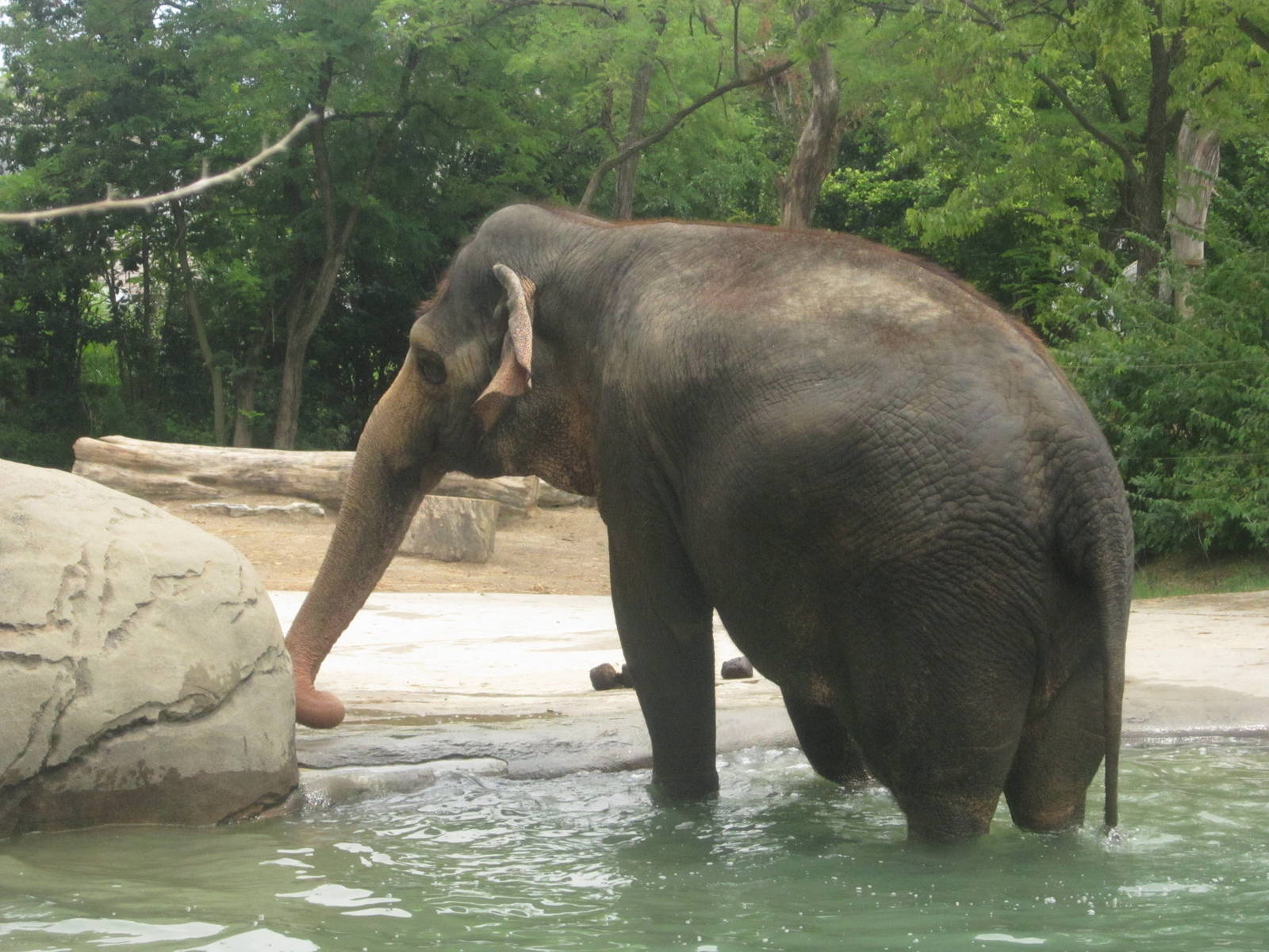 Jul. 2012-Schottzie, the Indian Elephant