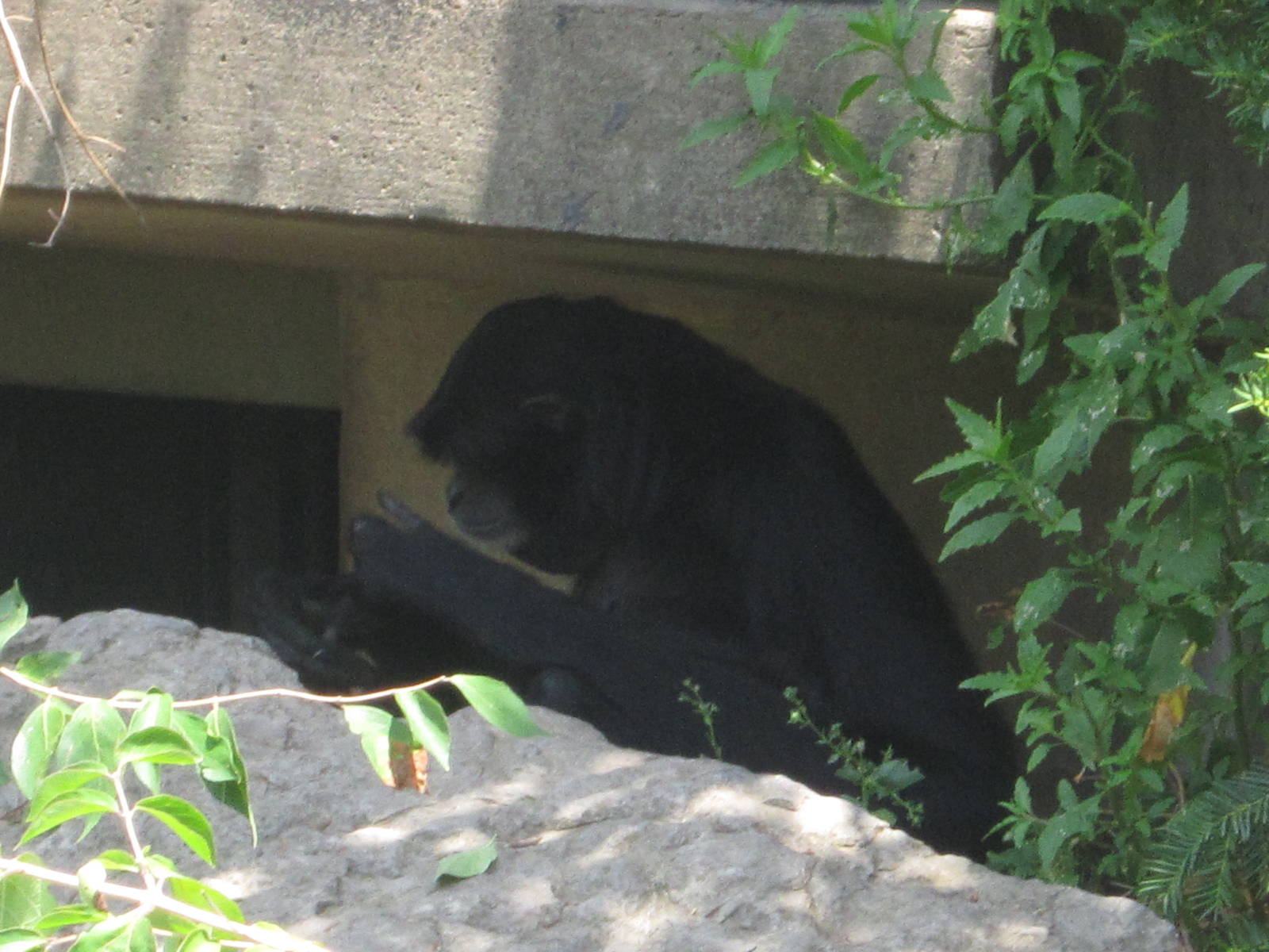 Jul. 2012-Siamang