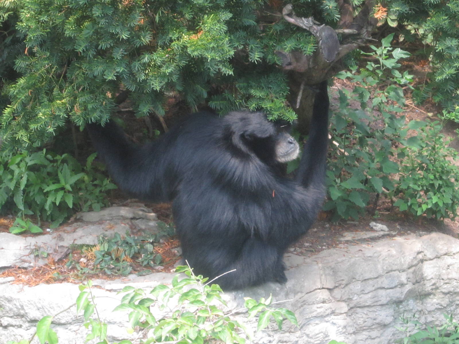 Jul. 2012-Siamang