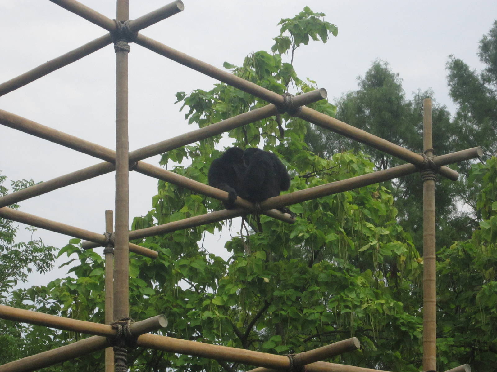 Jul. 2012-Siamangs
