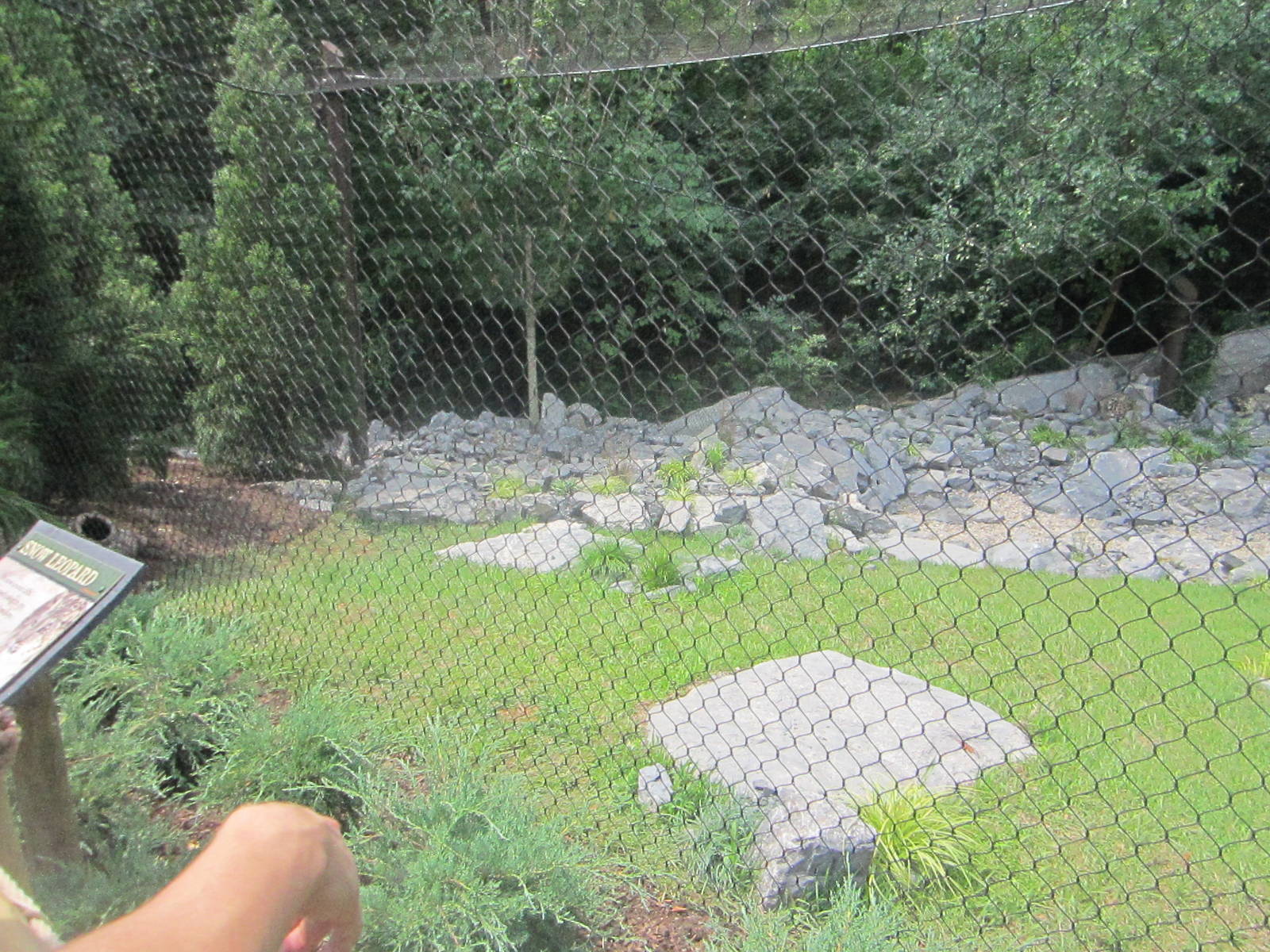 Jul. 2012-Snow Leopard exhibit