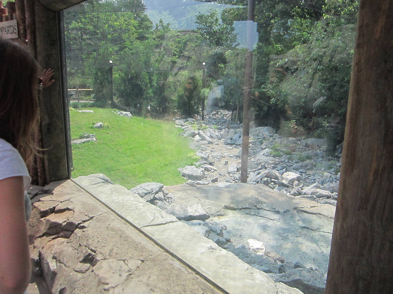 Jul. 2012-Snow Leopard exhibit