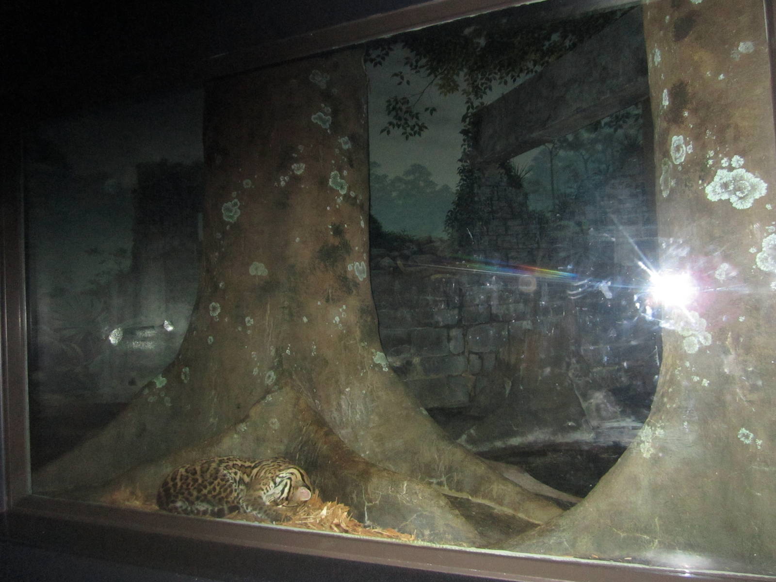 Jul. 2012-Southern Brazilian Ocelot exhibit