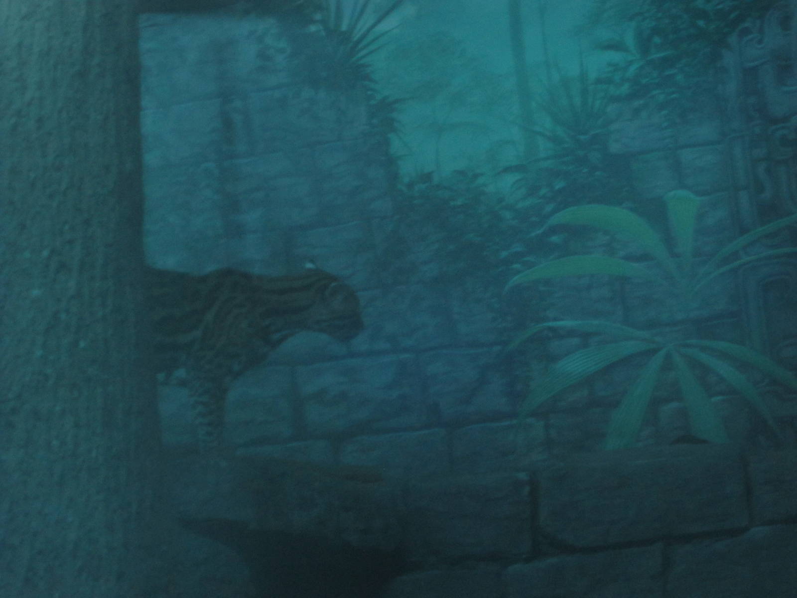 Jul. 2012-Southern Brazilian Ocelot