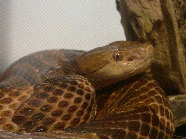 Jul. 2012-Southern Copperhead