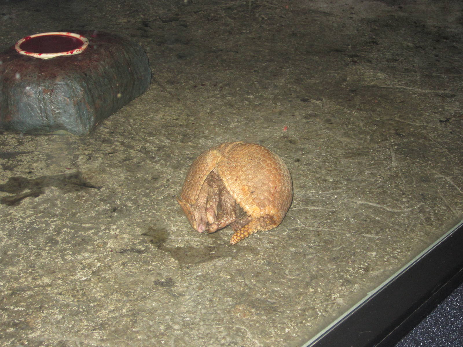 Jul. 2012-Southern Three-banded Armadillo