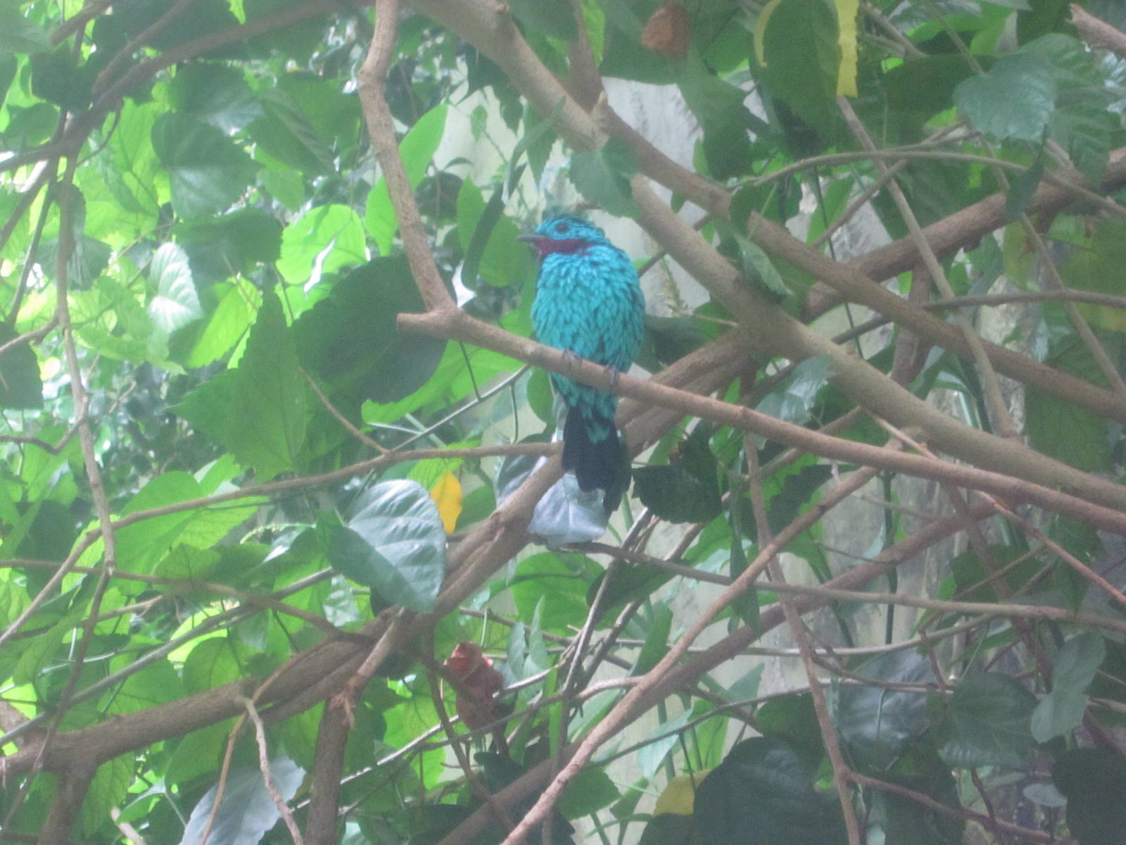 Jul. 2012-Spangled Cotinga