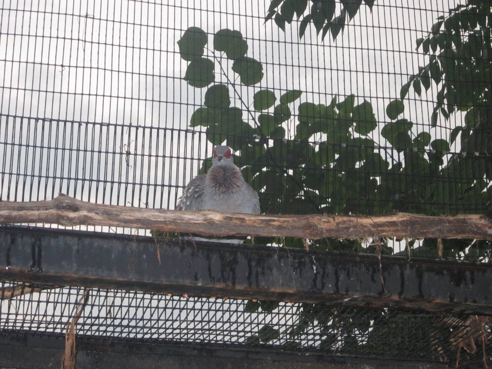 Jul. 2012-Speckled Pigeon