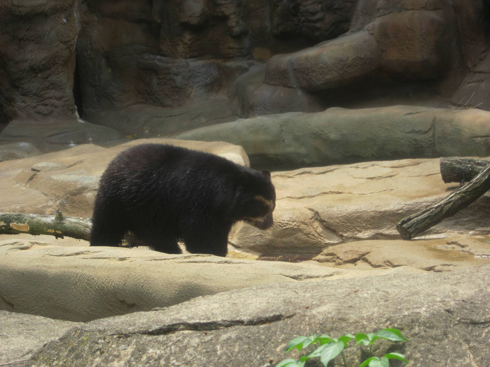 Jul. 2012-Spectacled Bear