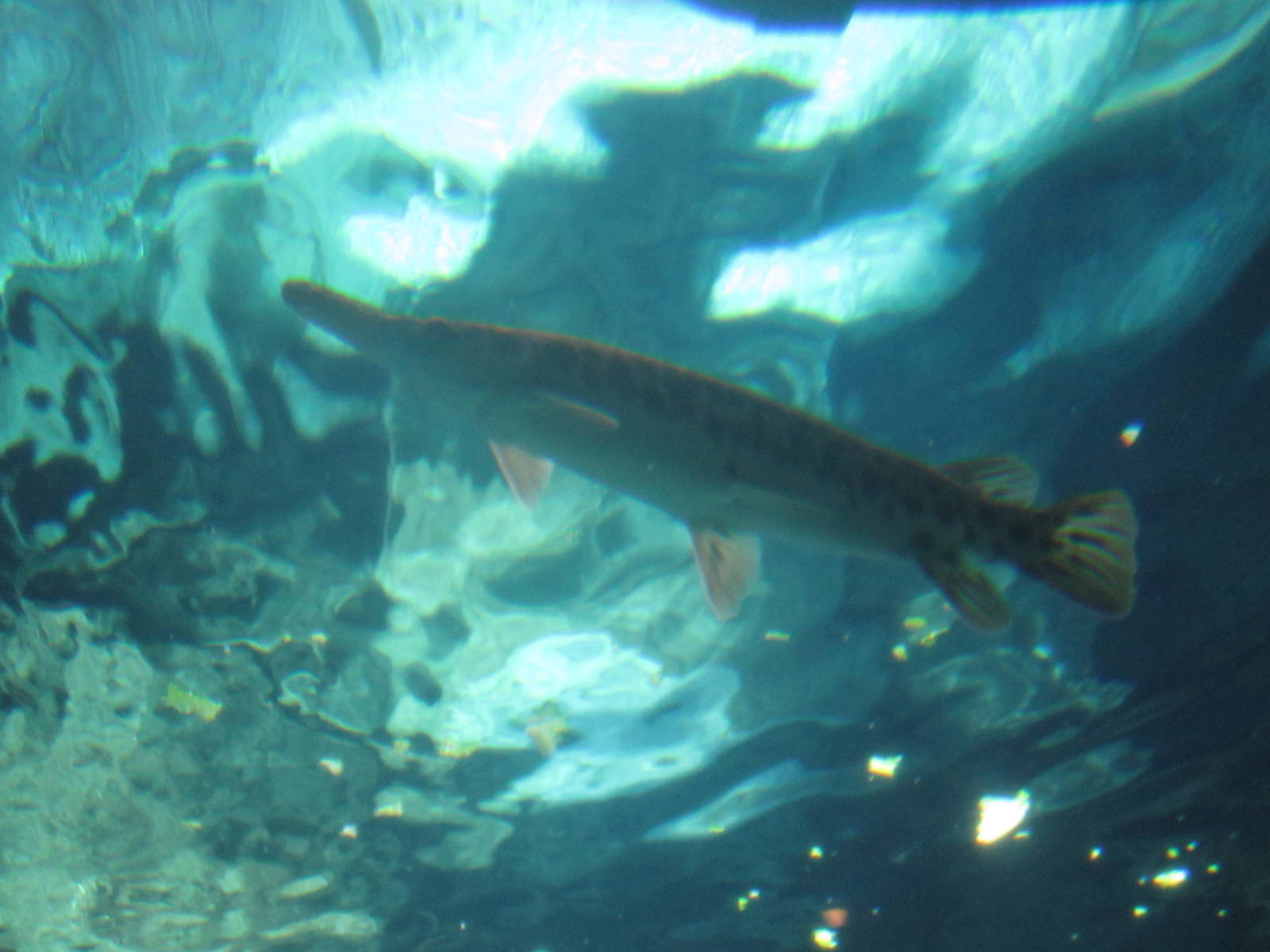 Jul. 2012-Spotted Gar