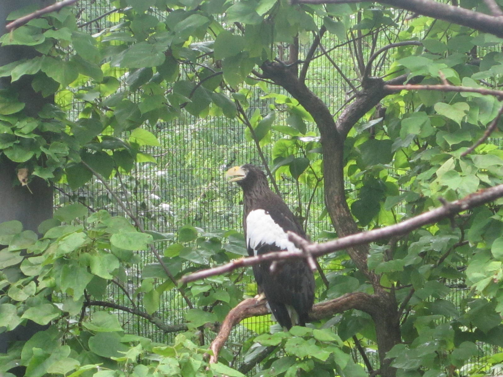 Jul. 2012-Steller's Sea Eagle