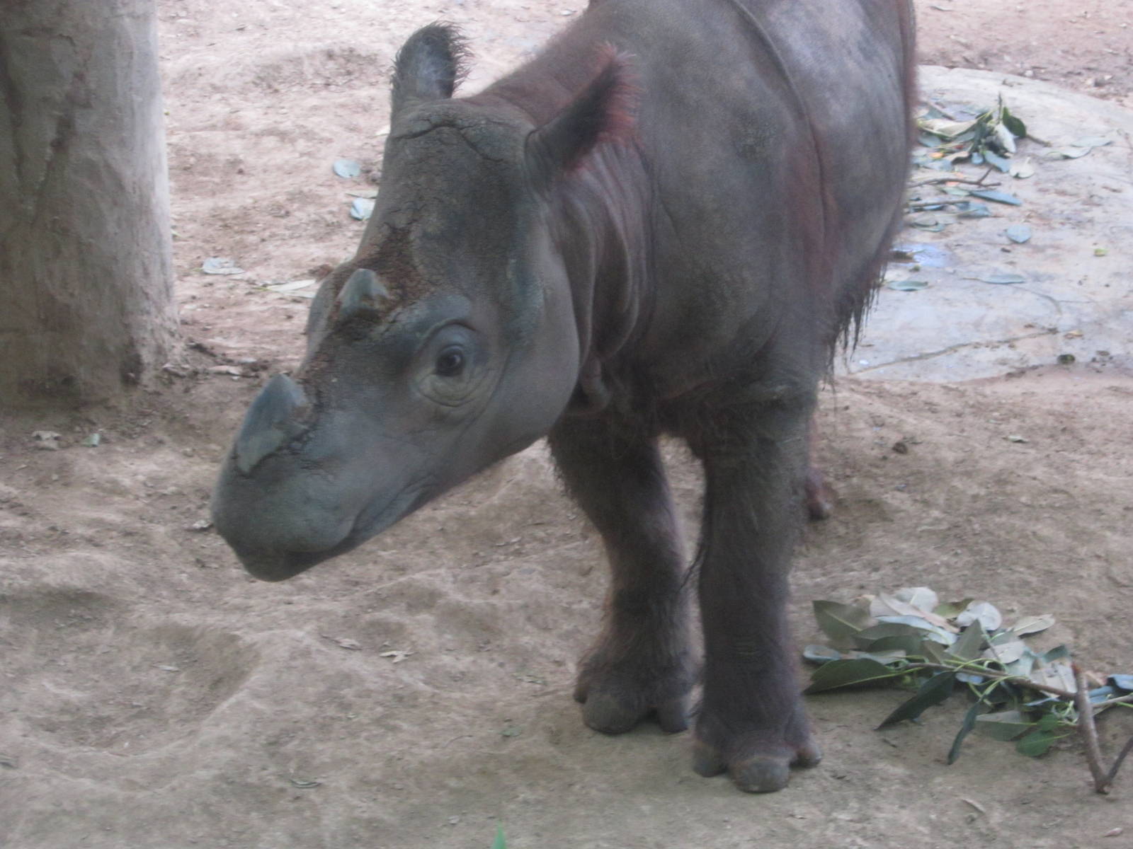 Jul. 2012-Suci, the Sumatran Rhinoceros