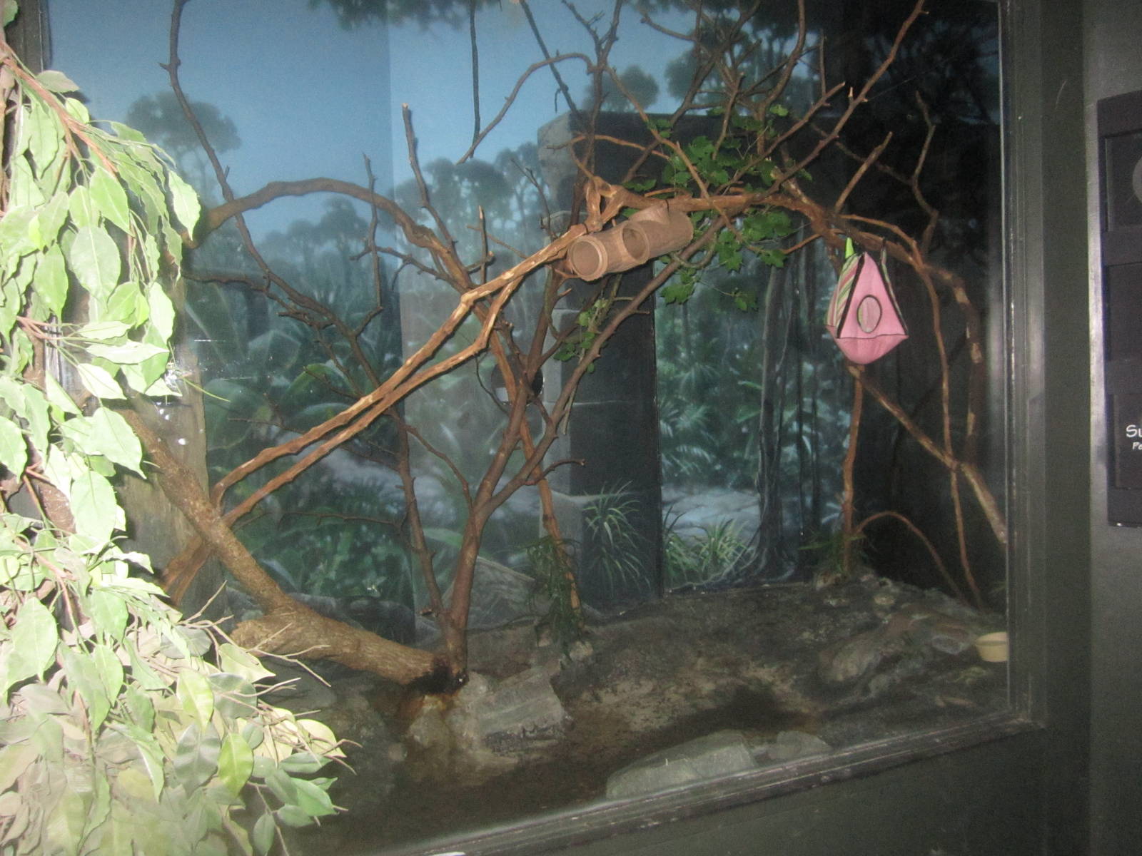 Jul. 2012-Sugar Glider exhibit