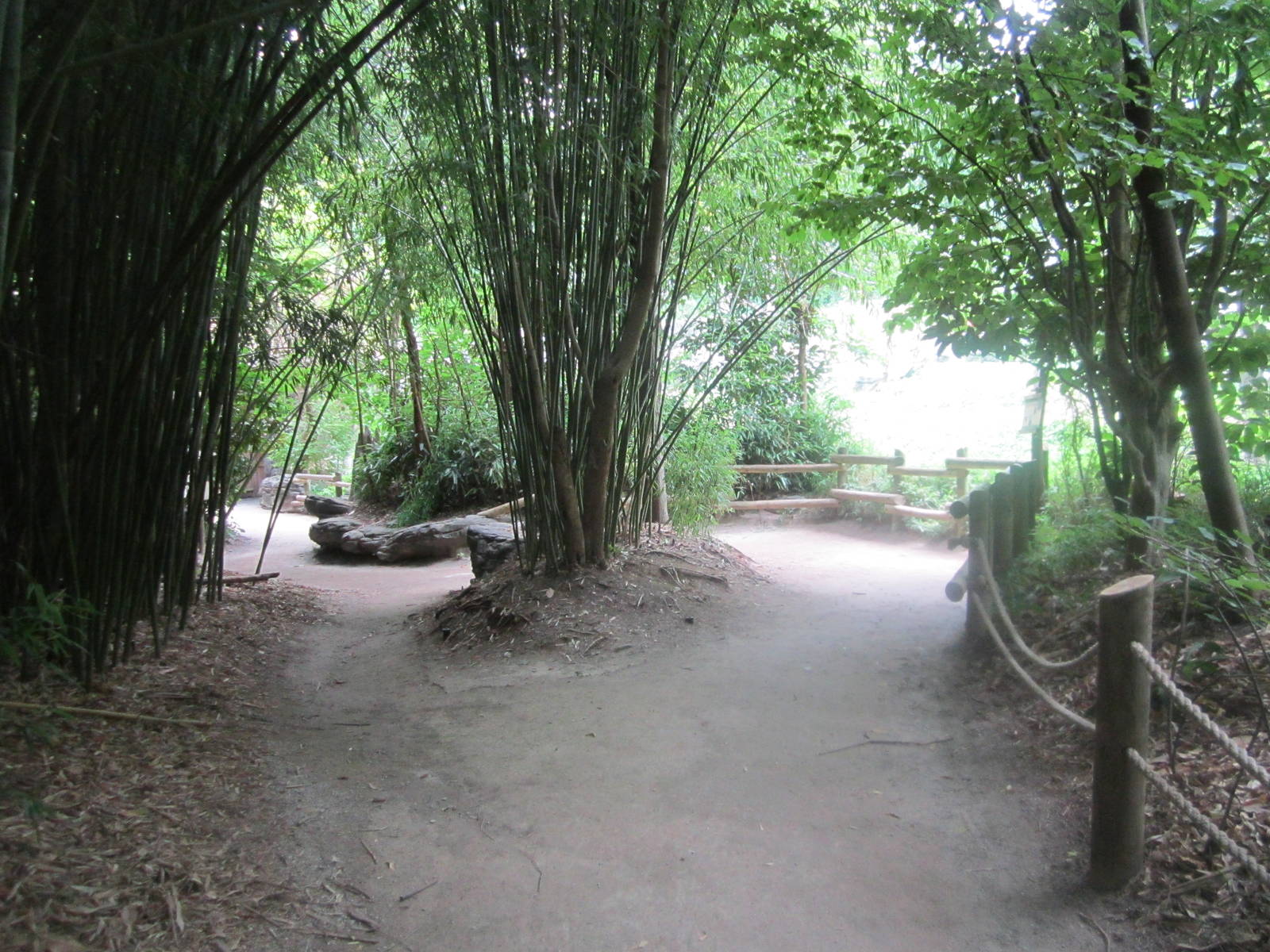 Jul. 2012-Sumatran Orangutan exhibit viewings