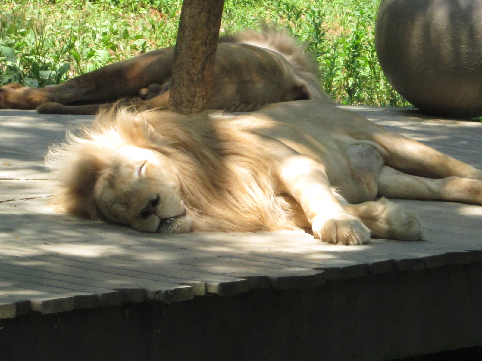 Jul. 2012-Sunshine, the Southeast African Lion