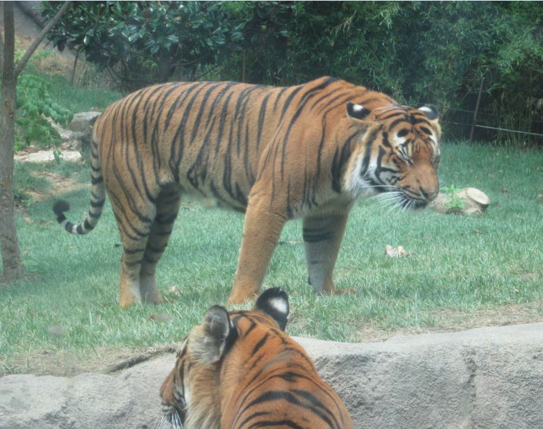 Jul. 2012-Taj and Who-Dey, the Malayan Tigers