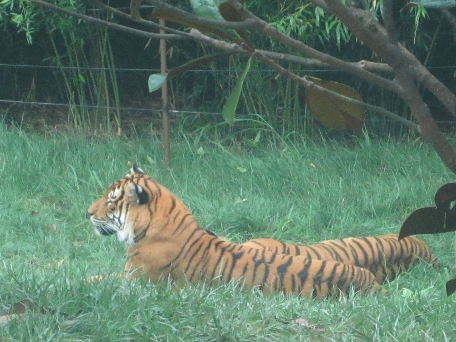 Jul. 2012-Taj, and Who-Dey, the Malayan Tigers