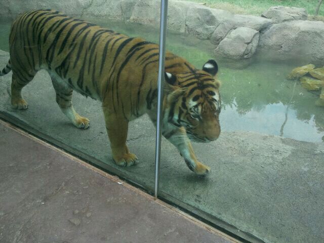 Jul. 2012-Taj, the Malayan Tiger