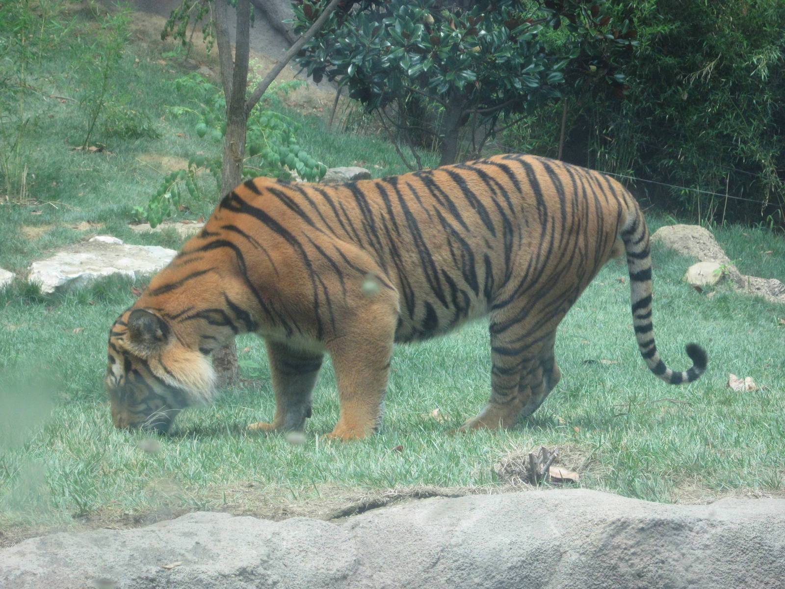 Jul. 2012-Taj, the Malayan Tiger