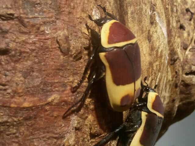 Jul. 2012-Taxicab Beetle