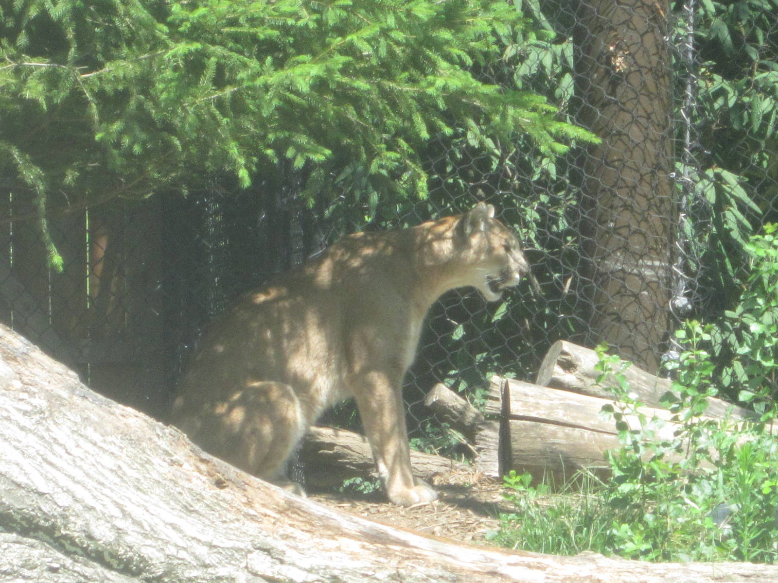 Jul. 2012-Tecumseh, the Cougar