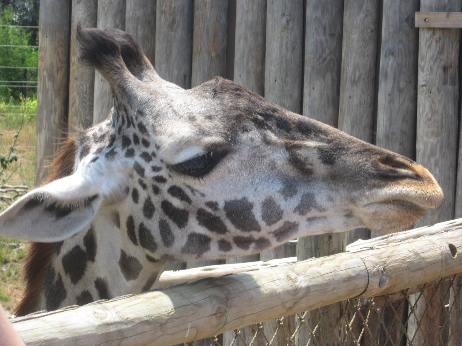 Jul. 2012-Tessa, the Masai Giraffe