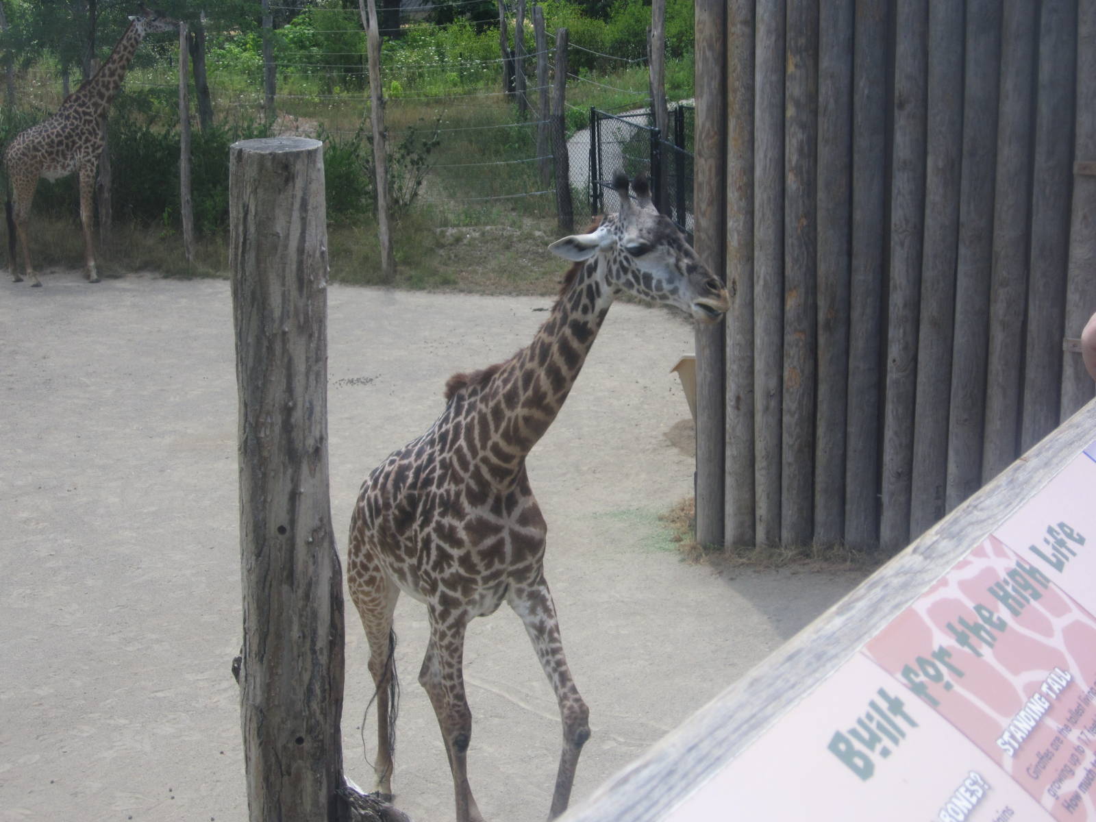 Jul. 2012-Tessa, the Masai Giraffe