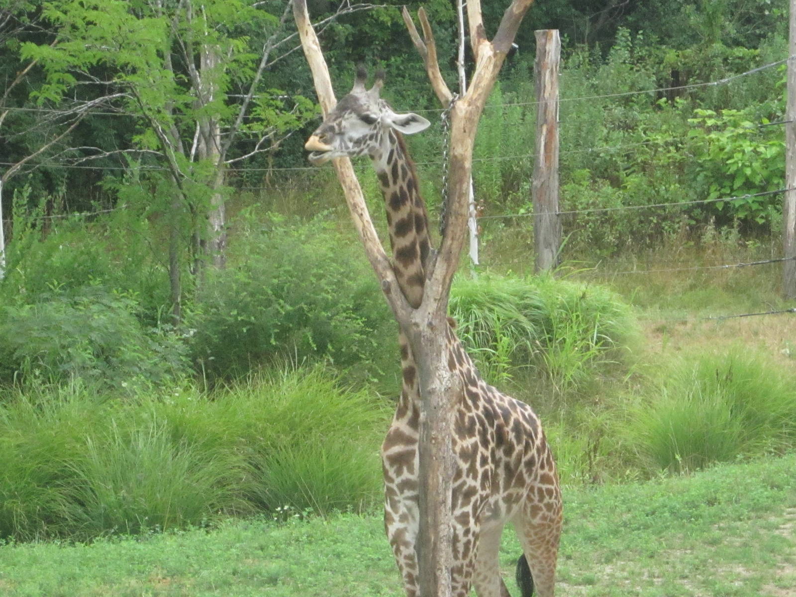 Jul. 2012-Tessa, the Masai Giraffe