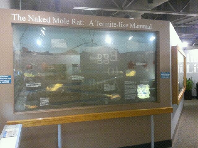 Jul. 2012-The Naked Mole Rat: A Termite-Like Animal