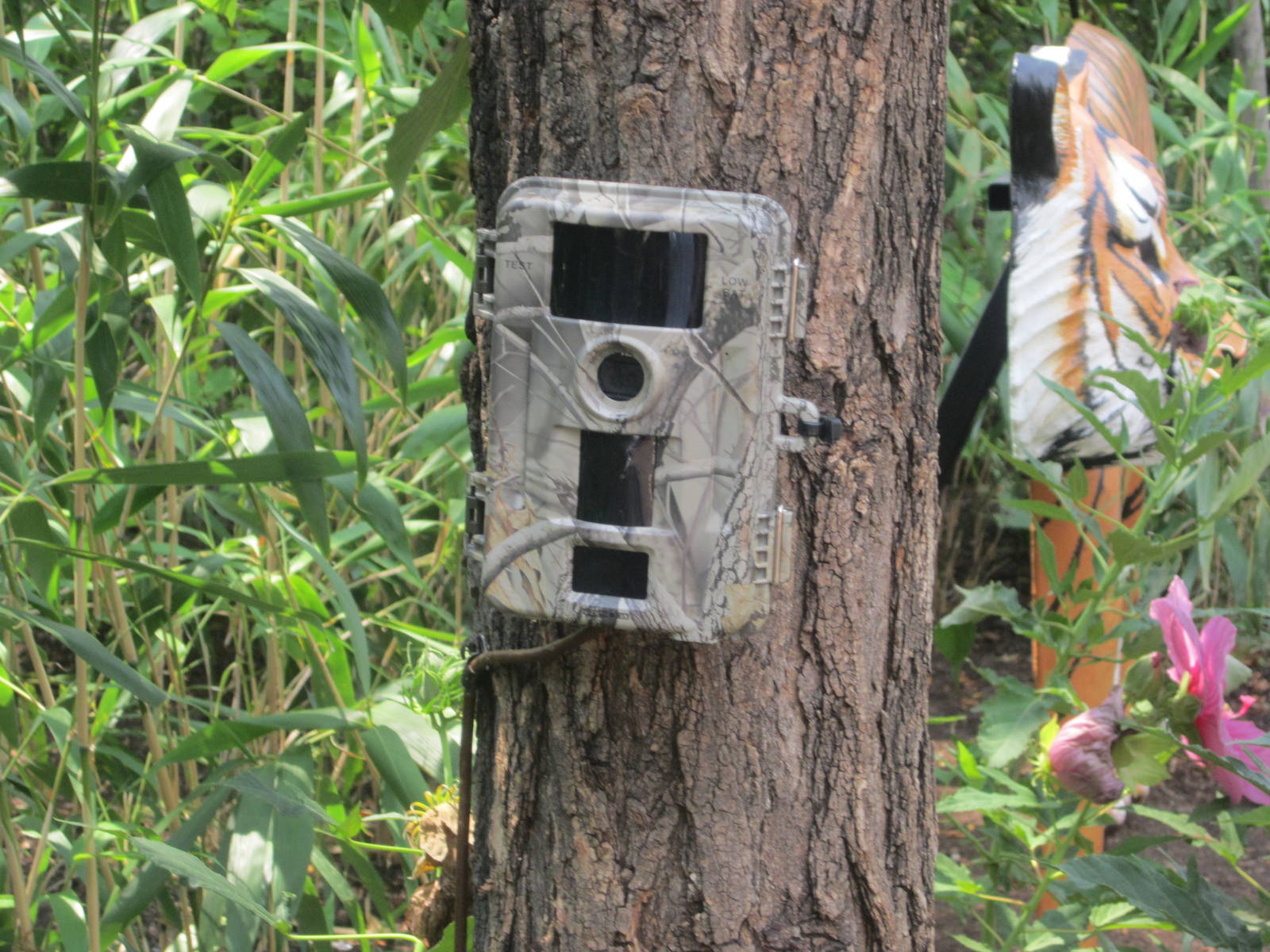Jul. 2012-Tiger Scratch Post Camera