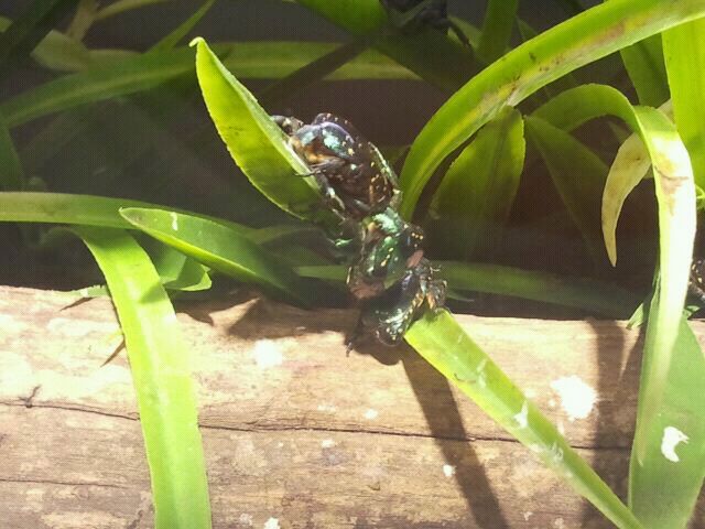 Jul. 2012-Tin-foil Beetles