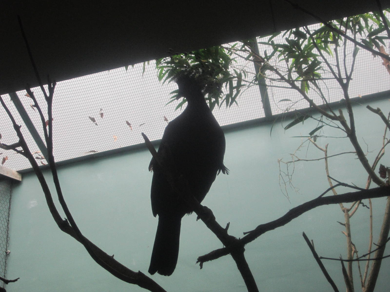 Jul. 2012-Victoria Crowned Pigeon Silhouette