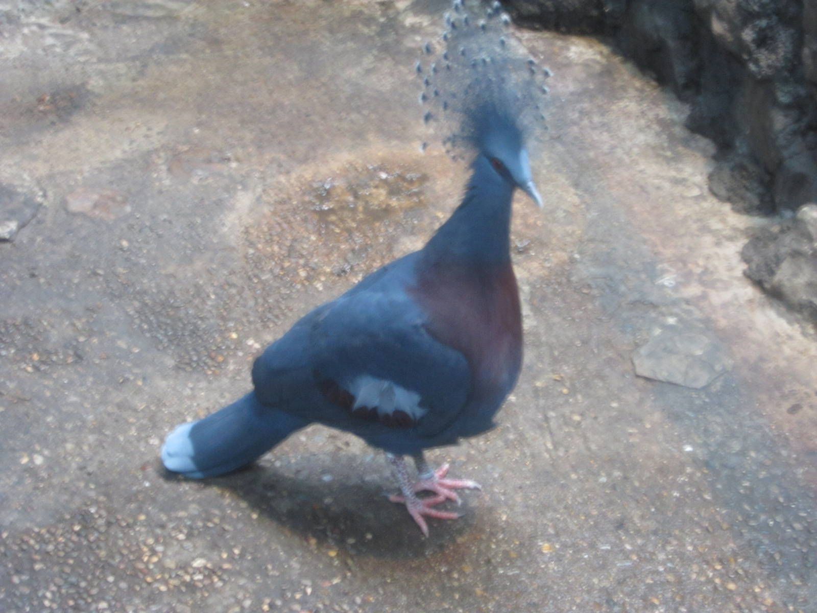 Jul. 2012-Victoria Crowned Pigeon