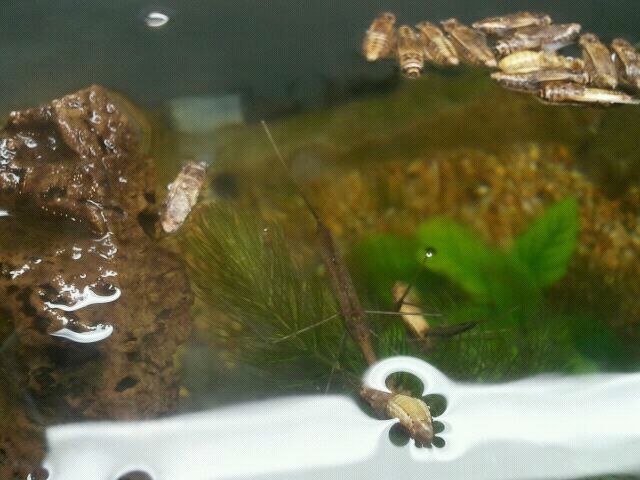 Jul. 2012-Water Scorpion