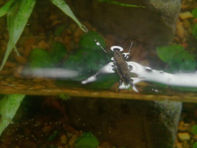 Jul. 2012-Water Strider