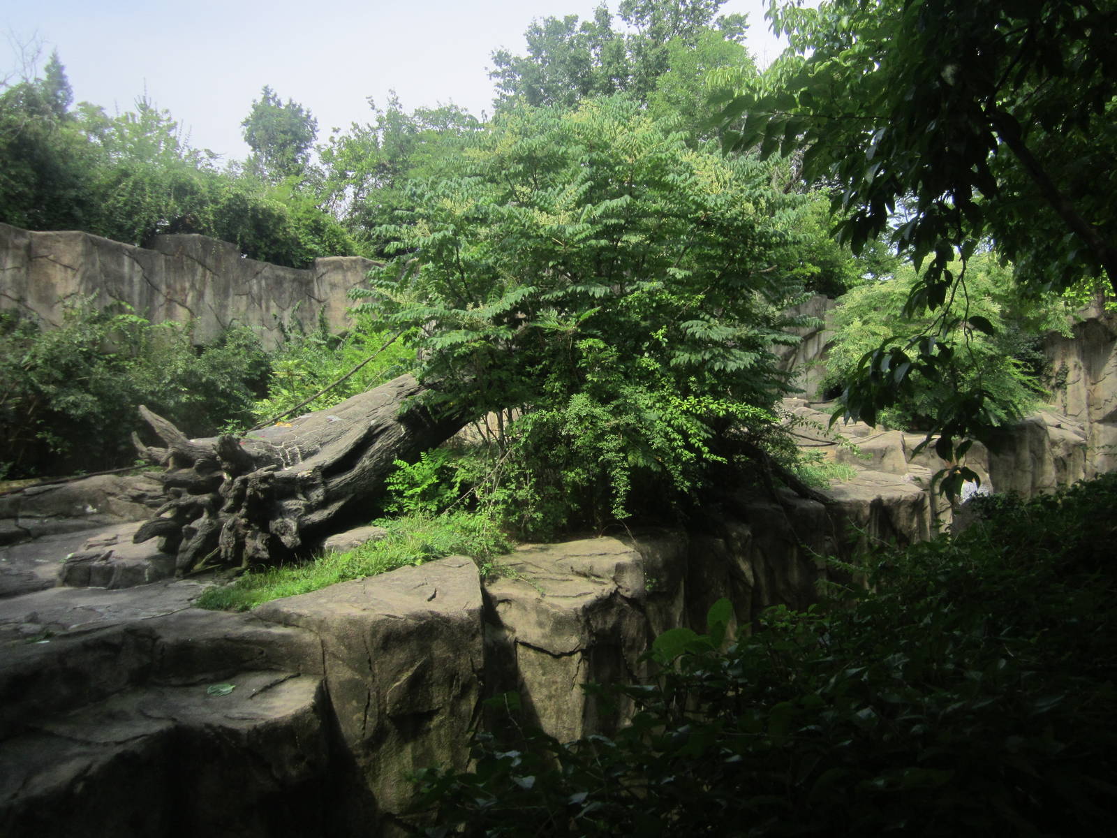 Jul. 2012-Western Lowland Gorilla exhibit