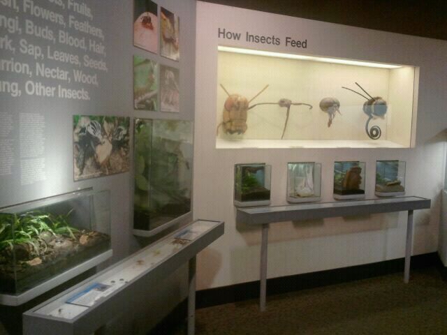 Jul. 2012-What Insects Eat