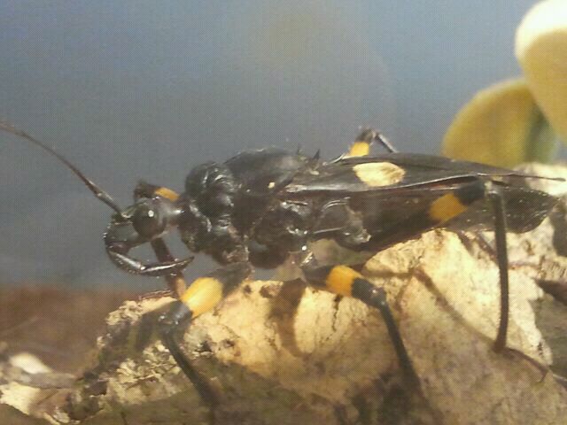 Jul. 2012-White-eyed Assassin Bug