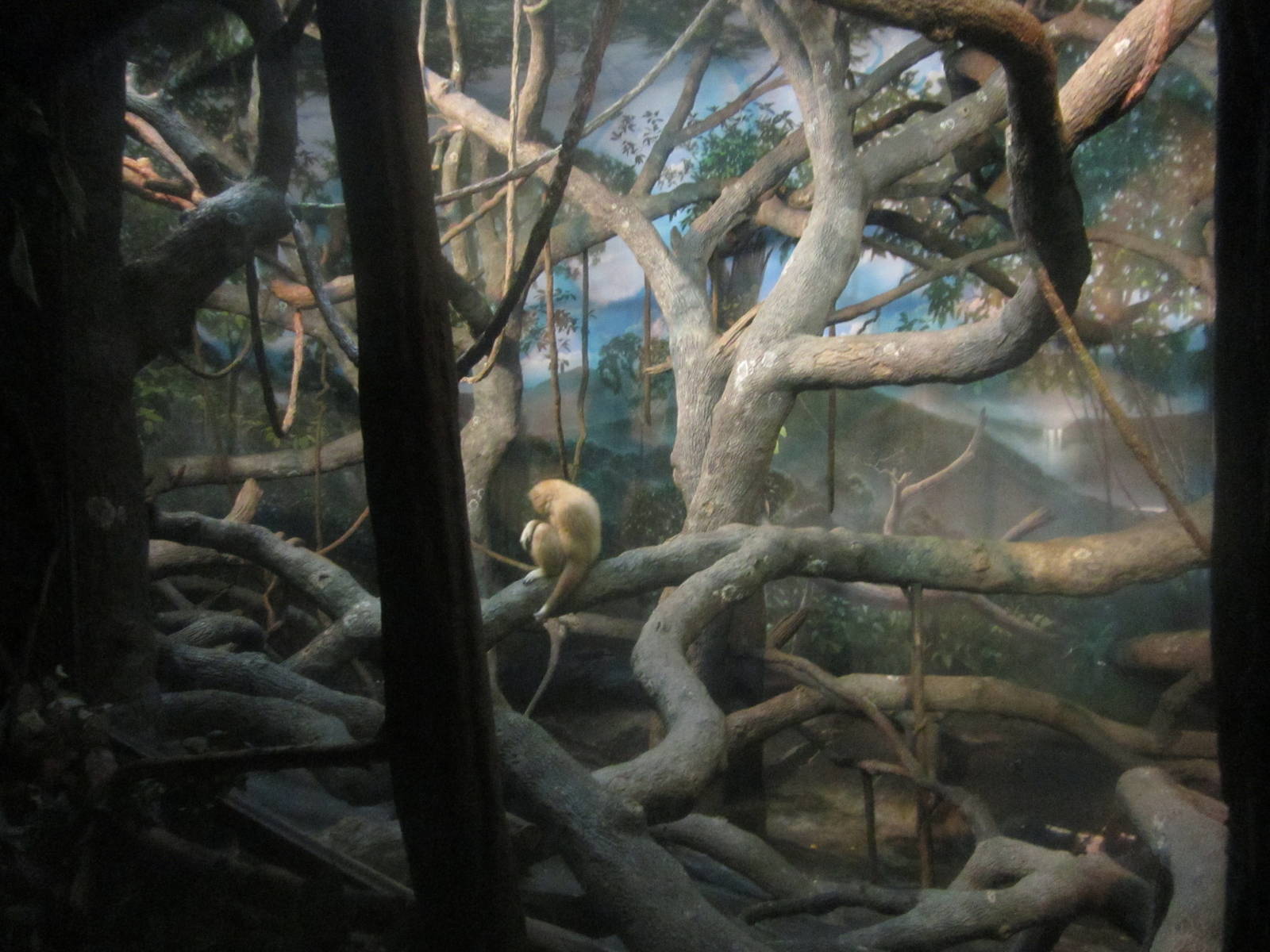 Jul. 2012-White-handed Gibbon exhibit
