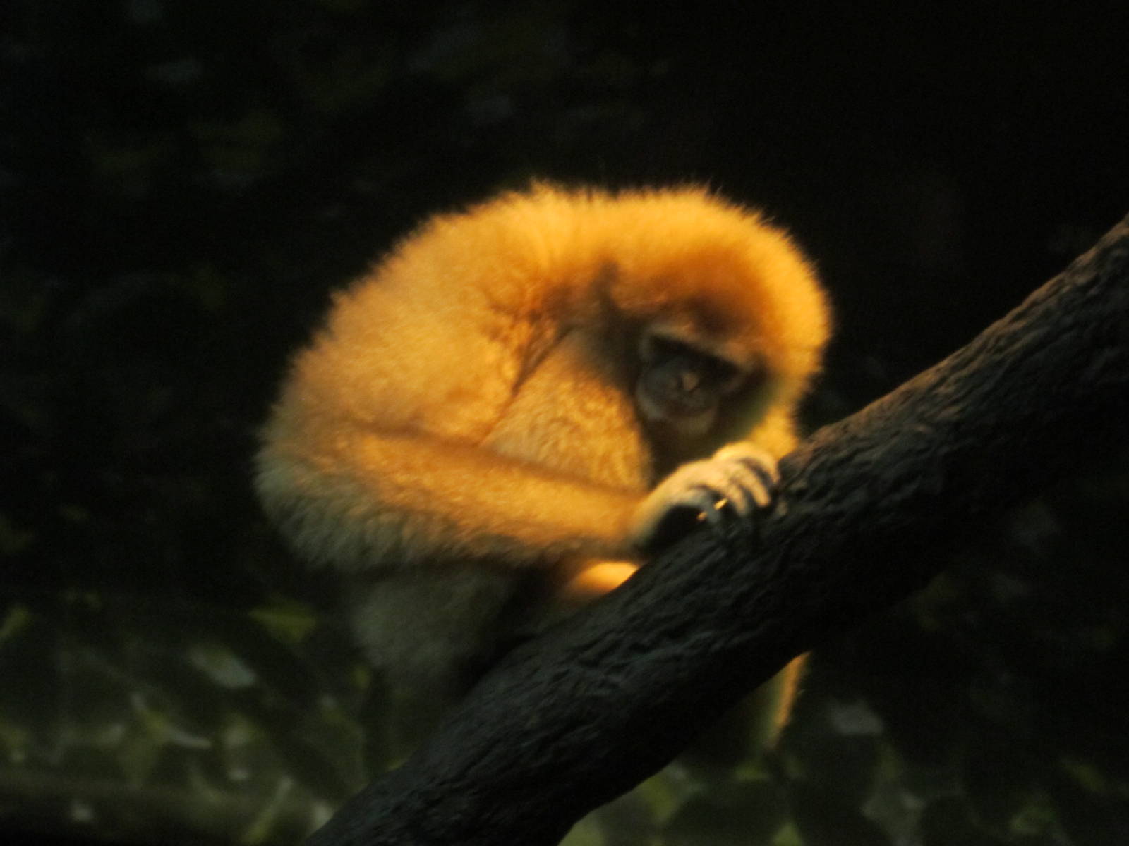 Jul. 2012-White-handed Gibbon