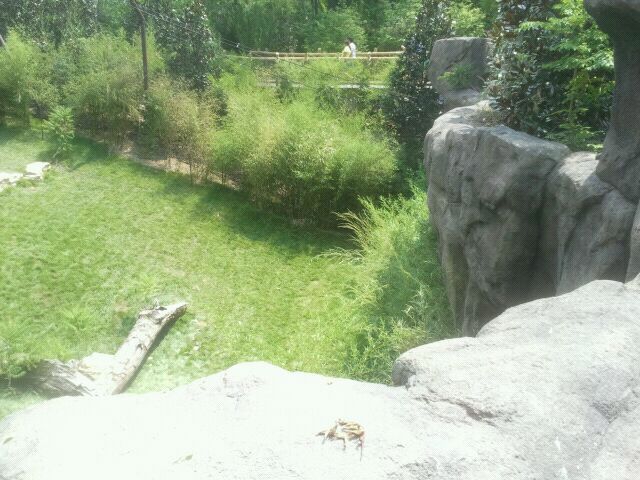 Jul. 2012-White Tiger exhibit