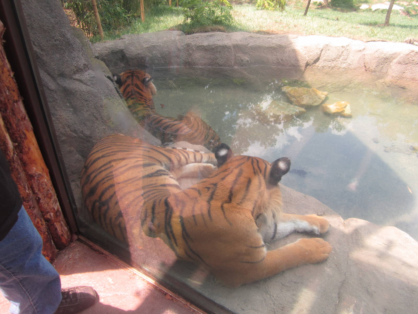 Jul. 2012-Who-Dey and Taj, the Malayan Tigers