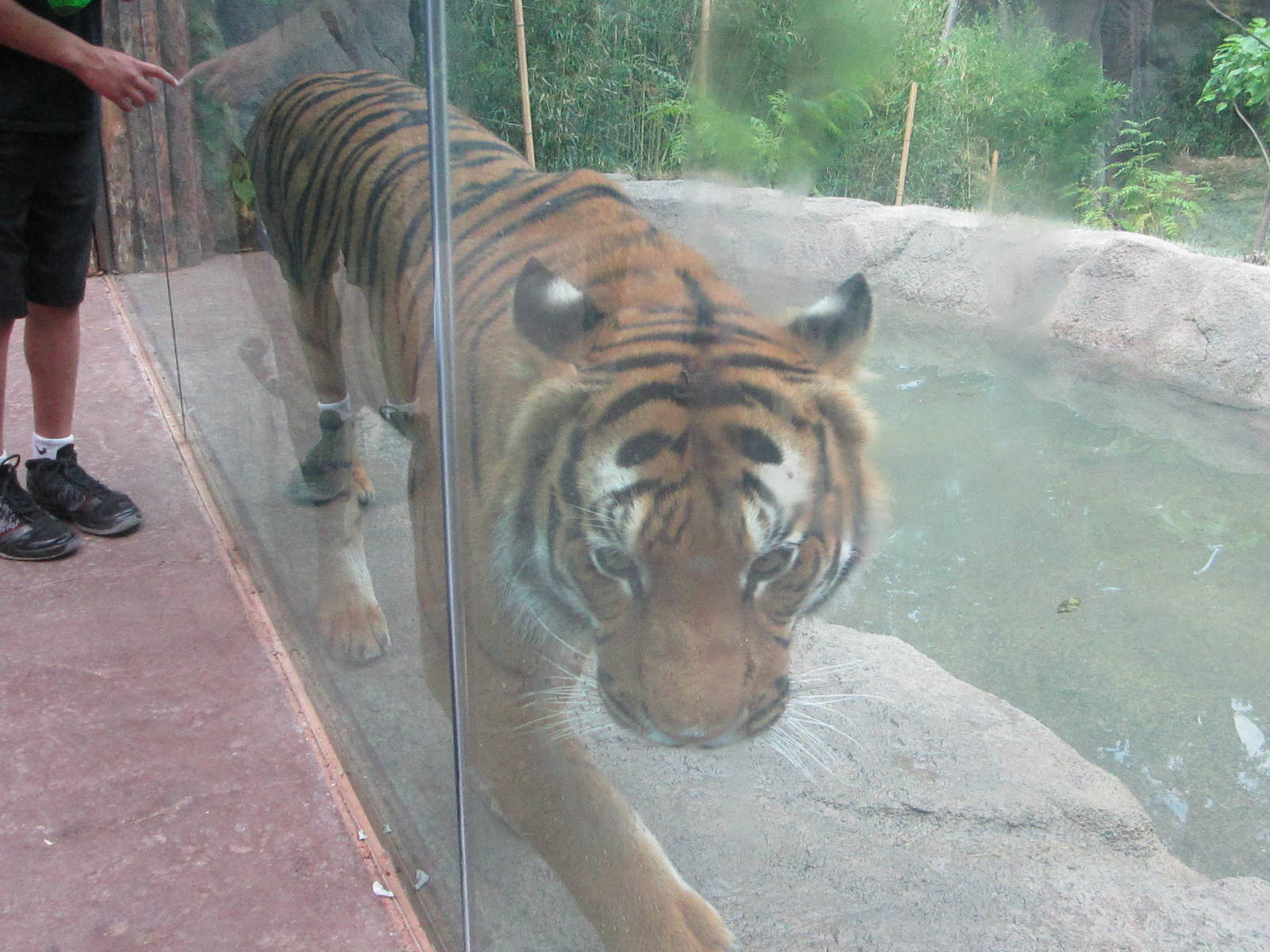 Jul. 2012-Who Dey, the Malayan Tiger