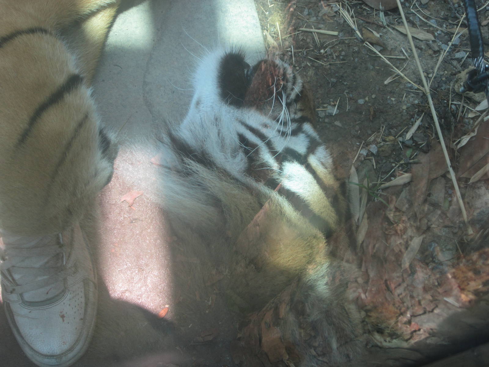 Jul. 2012-Who Dey, the Malayan Tiger