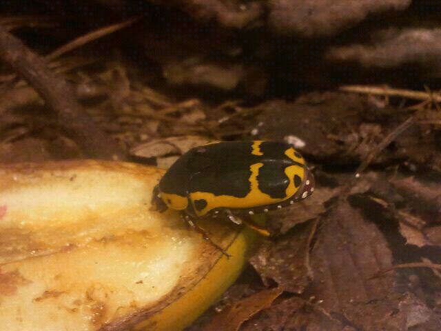 Jul. 2012-Yellow-bellied Beetle