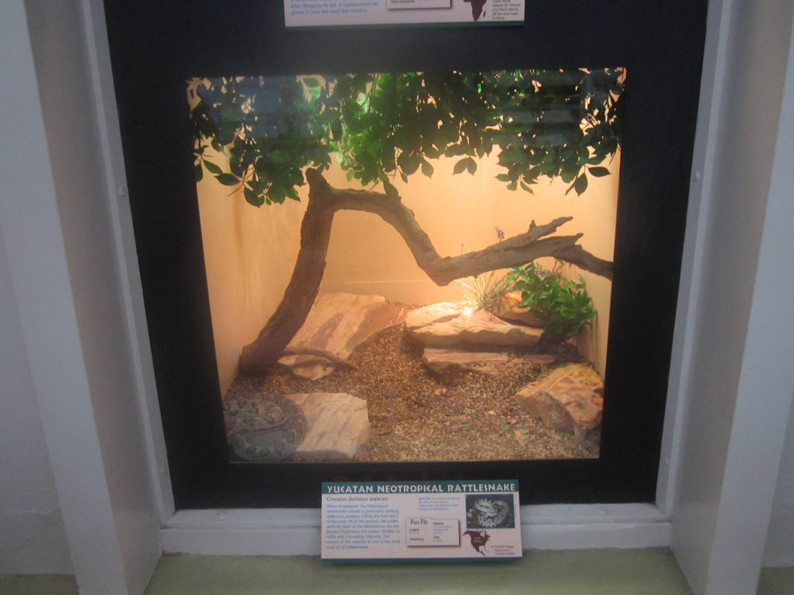 Jul. 2012-Yucatan Neotropical Rattlesnake exhibit